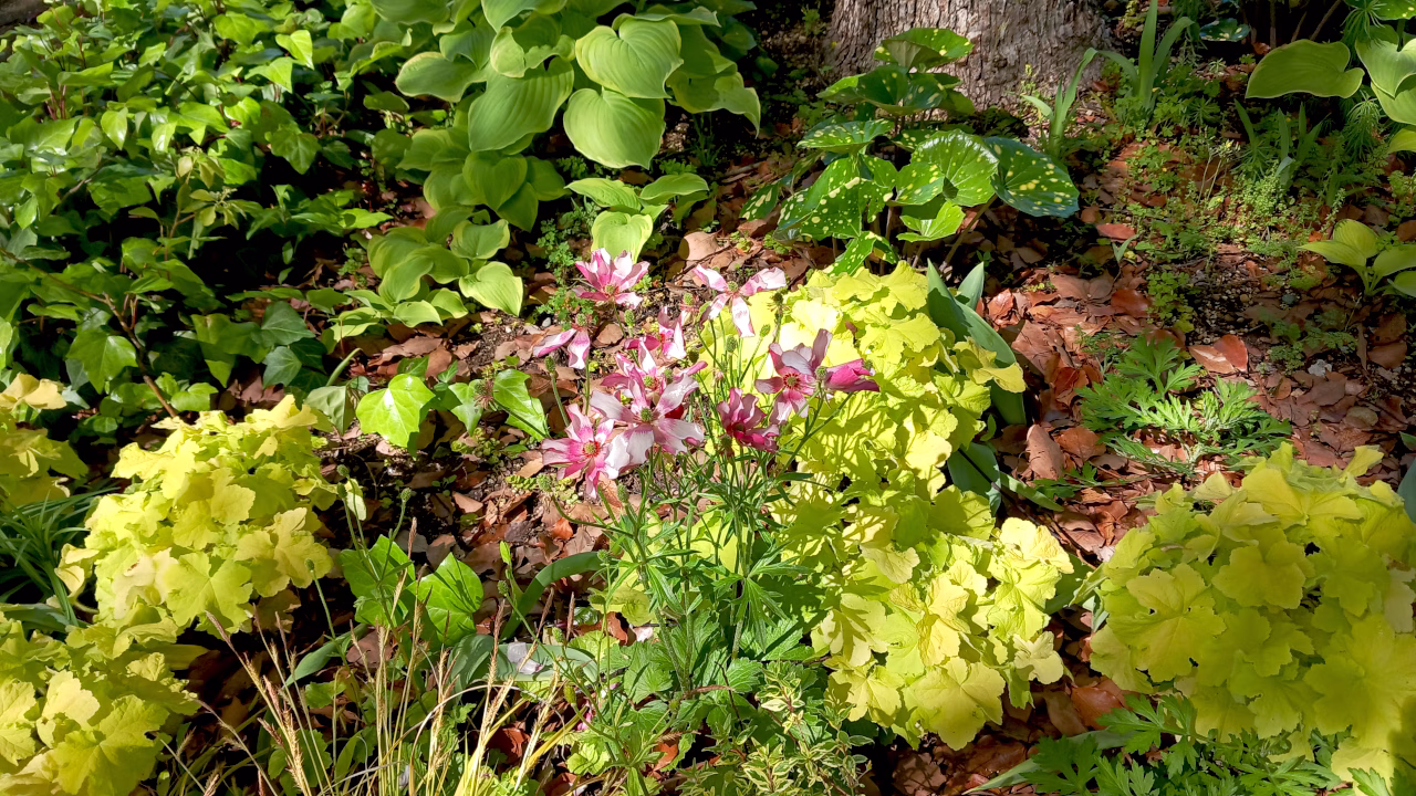 並木道に咲く花