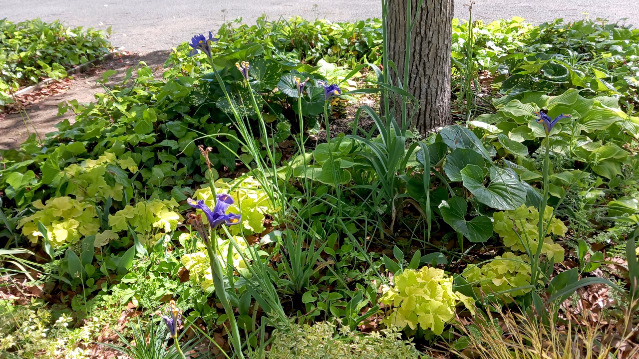 並木道に咲く花