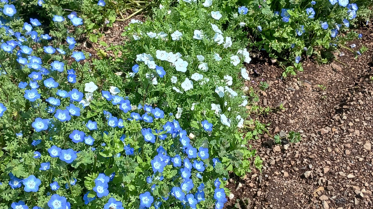 ショウブの横で咲いていたネモフィラ