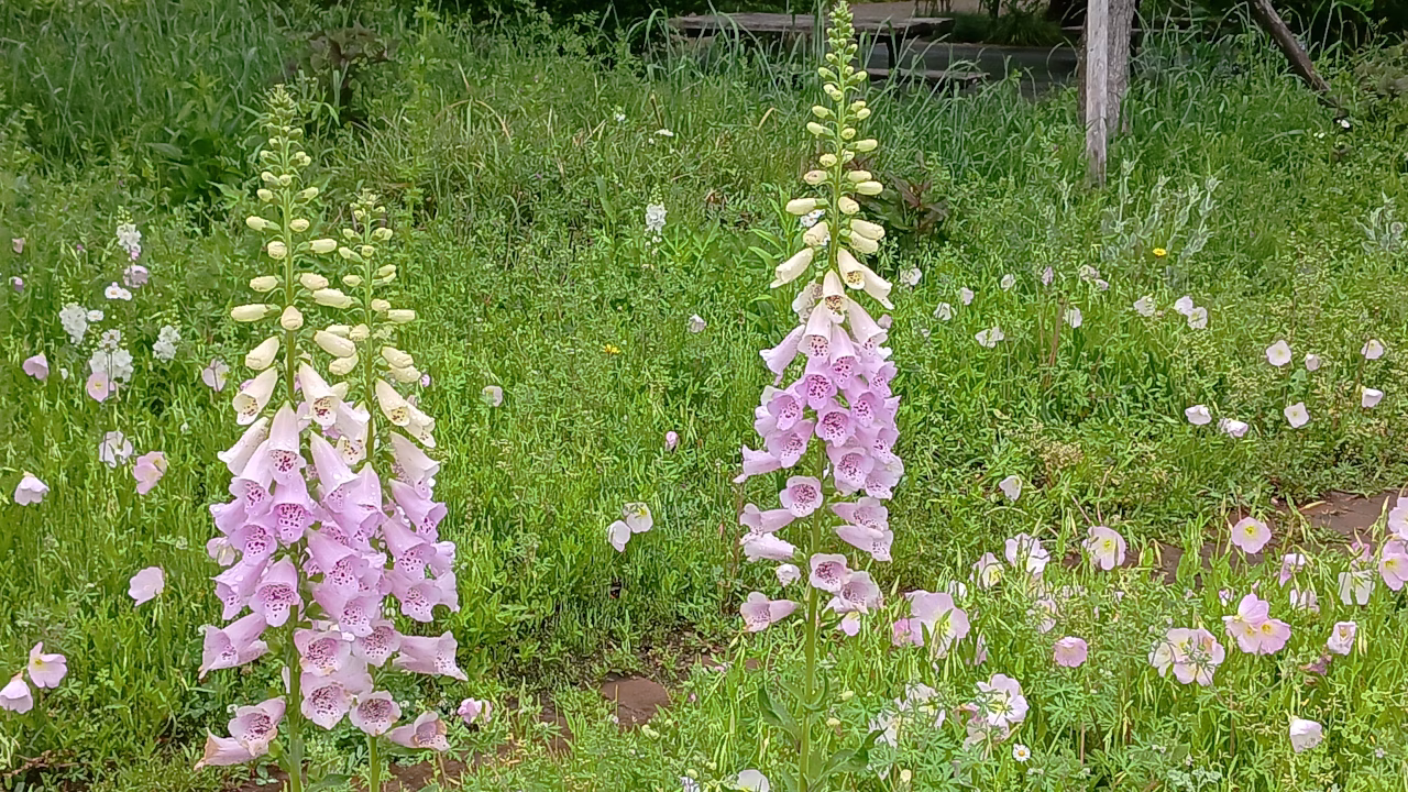 香りの庭の花たち