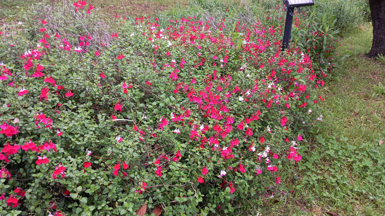 香りの庭の花たち
