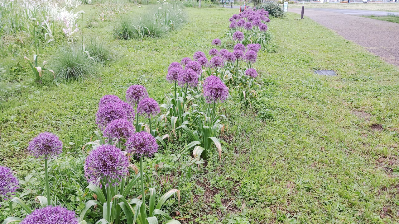 香りの庭の花たち