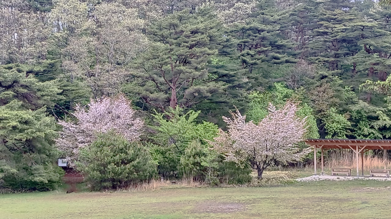 根の上高原の山桜