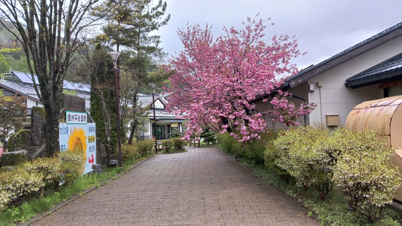 ひまわりの湯前の花桃