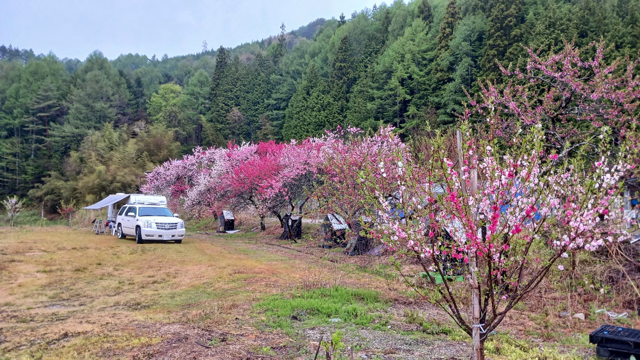 平谷散歩道の花桃